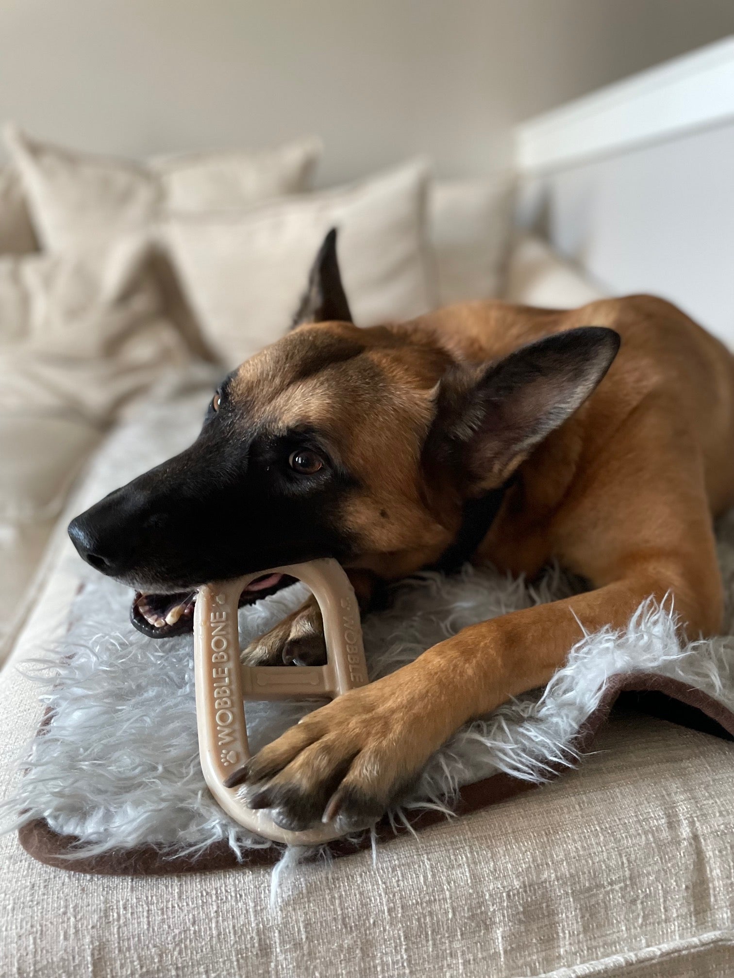 Belgian malinois with peanut butter oval Wobble Bone.